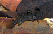 To FishBase images (<i>Mugilogobius rivulus</i>, Australia, by Wilson, D.)