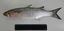 To FishBase images (<i>Mugil rubrioculus</i>, Brazil, by Vaske Jr., T.)