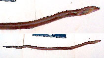 To FishBase images (<i>Muraenichthys schultzei</i>, by Devarapalli, P.)