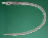 Image of Ichthyapus vulturis (Vulture sand eel)
