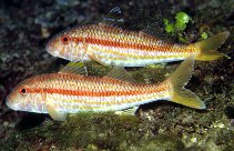 To FishBase images (<i>Mullus surmuletus</i>, Spain, by Patzner, R.)