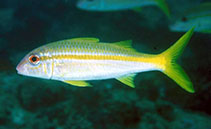 To FishBase images (<i>Mulloidichthys vanicolensis</i>, Oman, by Field, R.)
