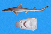 To FishBase images (<i>Mustelus whitneyi</i>, Panama, by Robertson, R.)