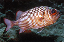 To FishBase images (<i>Myripristis adusta</i>, Indonesia, by Steene, R.)