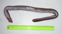 Image of Myxine affinis (Patagonian hagfish)