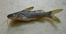 To FishBase images (<i>Mystus armatus</i>, India, by Plamoottil, M.)