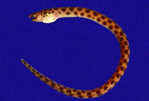 To FishBase images (<i>Myrichthys aspetocheiros</i>, Panama, by Robertson, R.)