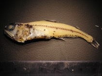 To FishBase images (<i>Myctophum aurolaternatum</i>, by Ernst, J.)