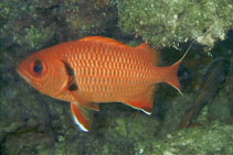 To FishBase images (<i>Myripristis berndti</i>, Tuamotu Is., by Asman, P.)
