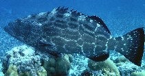 To FishBase images (<i>Mycteroperca bonaci</i>, Belize, by Randall, J.E.)