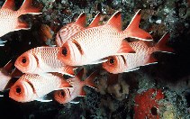To FishBase images (<i>Myripristis melanosticta</i>, Maldives, by Randall, J.E.)