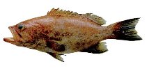 Image of Mycteroperca cidi (Venezuelan grouper)