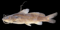 To FishBase images (<i>Mystus cineraceus</i>, by Ng, H.H.)
