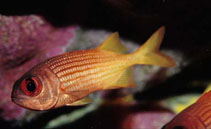 To FishBase images (<i>Myripristis clarionensis</i>, Clipperton I., by Allen, G.R.)