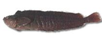 To FishBase images (<i>Myxodes cristatus</i>, Chile, by Galvez, M.E.)