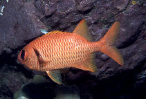 To FishBase images (<i>Myripristis earlei</i>, Marquesas Is., by Rocha, L.A.)