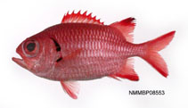 To FishBase images (<i>Myripristis formosa</i>, by National Museum of Marine Biology and Aquarium, Taiwan)
