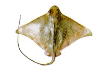 To FishBase images (<i>Myliobatis goodei</i>, by INIDEP)
