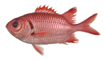 To FishBase images (<i>Myripristis greenfieldi</i>, by Fisheries Research Institute, Taiwan)
