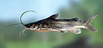 Image of Mystus gulio (Long whiskers catfish)