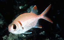 To FishBase images (<i>Myripristis kuntee</i>, Guam, by Randall, J.E.)