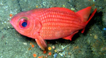 To FishBase images (<i>Myripristis leiognathus</i>, El Salvador, by Munson, L.)