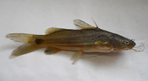 To FishBase images (<i>Mystus montanus</i>, India, by Plamoottil, M.)