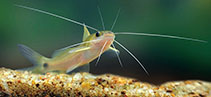 To FishBase images (<i>Mystus nanus</i>, Sri Lanka, by Ramani Shirantha)