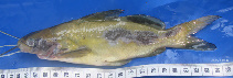 Image of Mystus nigriceps (Twospot catfish)