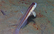 To FishBase images (<i>Myersina nigrivirgata</i>, Philippines, by Allen, G.R.)