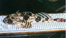To FishBase images (<i>Myoxocephalus octodecemspinosus</i>, Canada, by Bañón Díaz, R.)