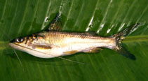 To FishBase images (<i>Mystus oculatus</i>, India, by Raghavan, P.R.)