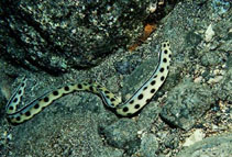 To FishBase images (<i>Myrichthys pantostigmius</i>, Revillagigedo A., by Allen, G.R.)