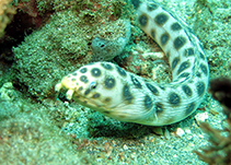 Image of Myrichthys pardalis (Leopard eel)