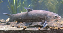 Image of Mylopharyngodon piceus (Black carp)