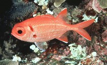 To FishBase images (<i>Myripristis pralinia</i>, Marshall Is., by Randall, J.E.)