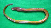 To FishBase images (<i>Myrophis punctatus</i>, Brazil, by Giarrizzo, T.)