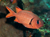 To FishBase images (<i>Myripristis robusta</i>, Indonesia, by Ryanskiy, A.)