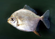 To FishBase images (<i>Myleus rubripinnis</i>, Colombia, by Landines, M.)