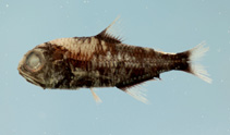 To FishBase images (<i>Myctophum selenops</i>, by NOAA\NMFS\Mississippi Laboratory)