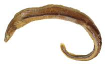 To FishBase images (<i>Myroconger seychellensis</i>, by Karmovskaya, E.)