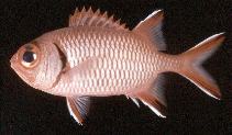 To FishBase images (<i>Myripristis seychellensis</i>, Seychelles, by Randall, J.E.)
