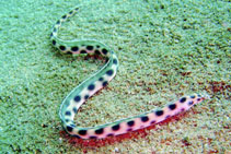 Image of Myrichthys tigrinus (Spotted snake-eel)