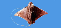 To FishBase images (<i>Myliobatis tobijei</i>, Chinese Taipei, by The Fish Database of Taiwan)