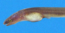 To FishBase images (<i>Myrophis vafer</i>, El Salvador, by Robertson, R.)