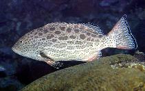Image of Mycteroperca venenosa (Yellowfin grouper)