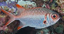 To FishBase images (<i>Myripristis violacea</i>, Maldives, by Greenfield, J.)