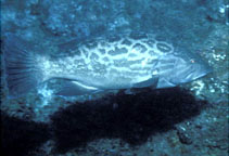 To FishBase images (<i>Mycteroperca xenarcha</i>, Mexico, by Gotshall, D.W.)