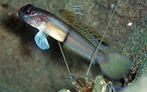 To FishBase images (<i>Myersina yangii</i>, Philippines, by KPM-NR/Naoshi Suzuki)