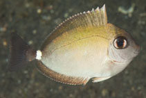 Image of Naso annulatus (Whitemargin unicornfish)